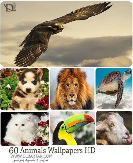 دانلود رایگان عکس های زیبا از حیوانات با کیفیت بالا HD برای پس زمینه