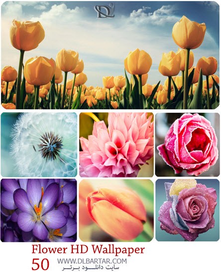 دانلود رایگان 50 عکس جدید از گلهای زیبا با کیفیت HD برای دسکتاپ با لینک مستقیم