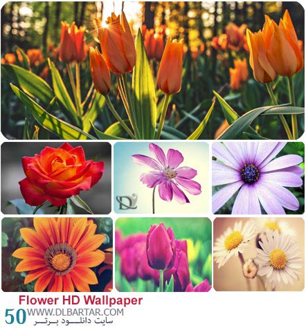 دانلود رایگان 50 عکس گل های قشنگ با کیفیت HD برای صفحه های دسکتاپ
