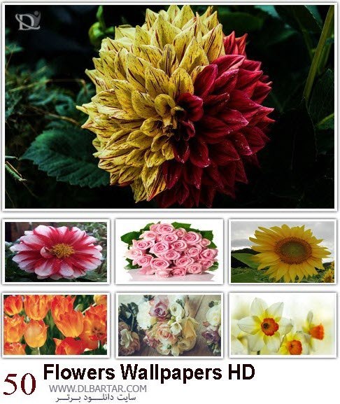 دانلود رایگان مجموعه تصاویر زیبا از گلها با کیفیت HD با لینک مستقیم